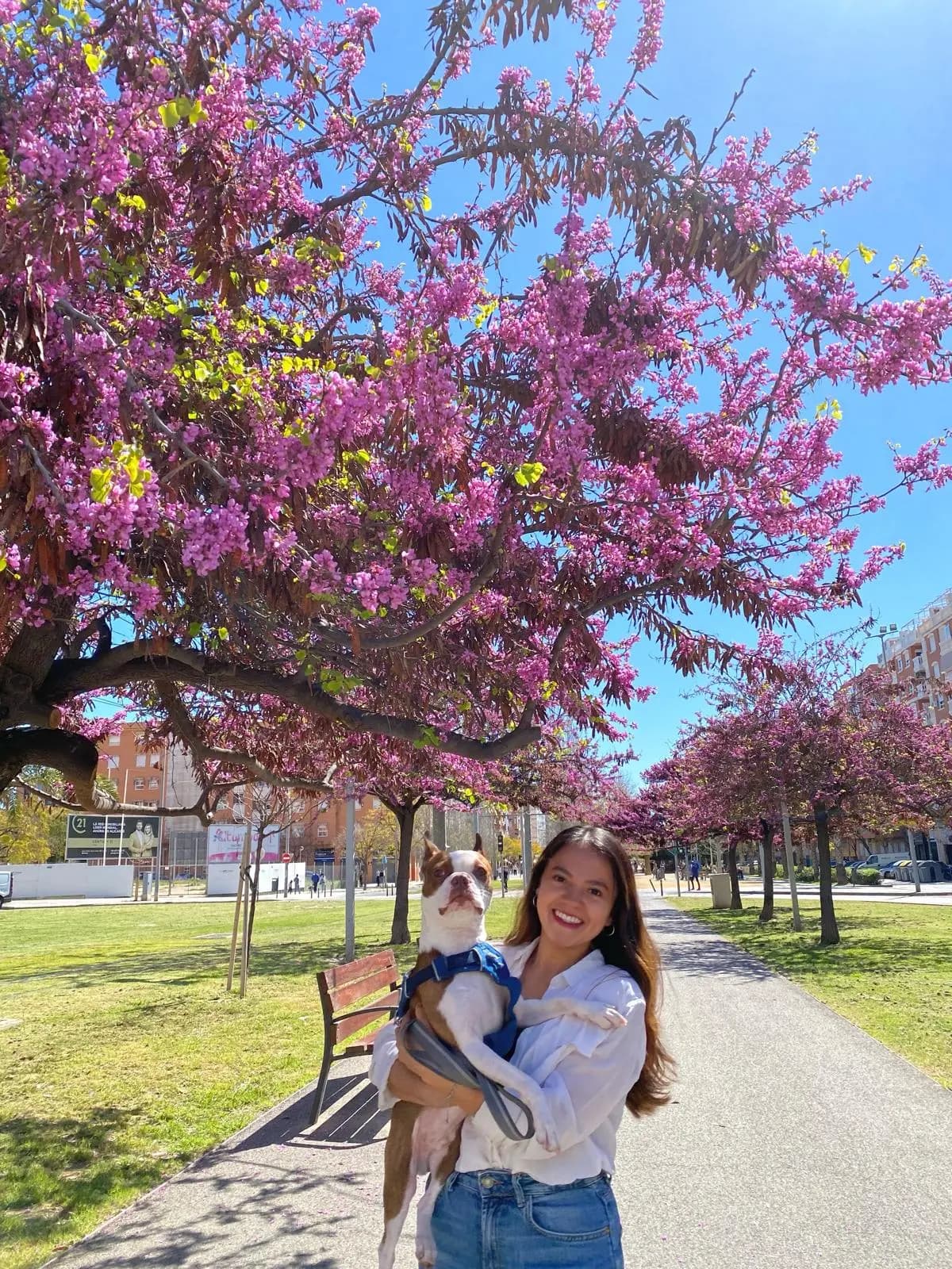 Cuidadora de Minagodogs sosteniendo un perro bajo árboles de cerezo en flor