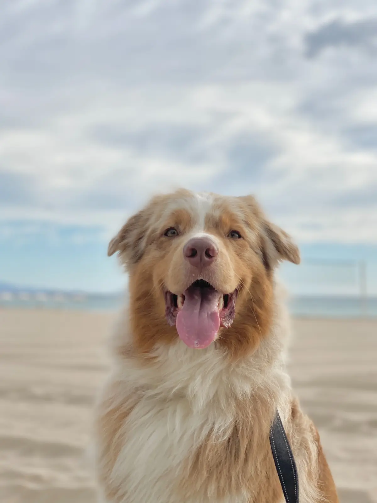 Perro Australian Shepherd feliz en la playa con lengua afuera