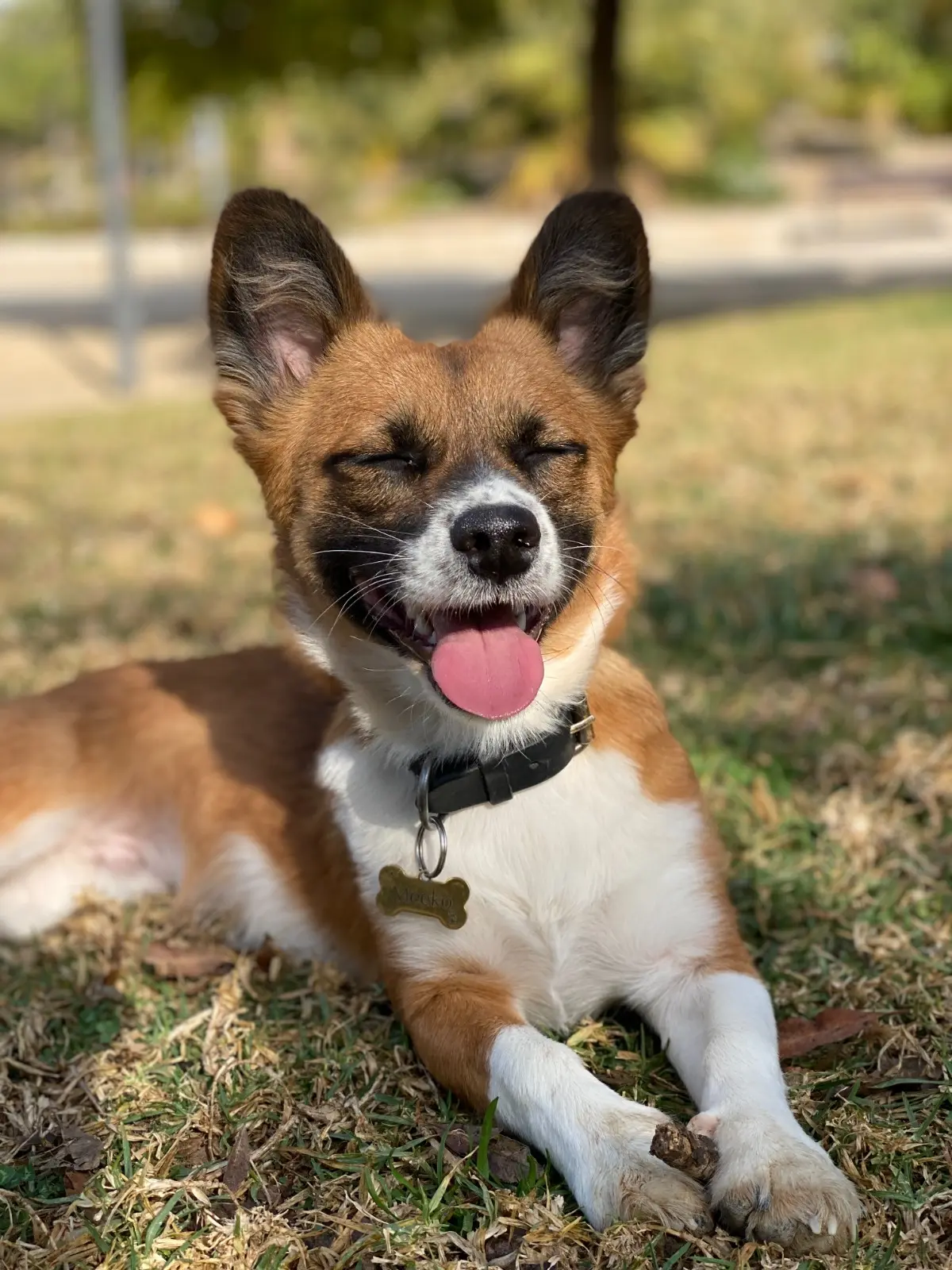 Perro pequeño sonriente descansando en el césped