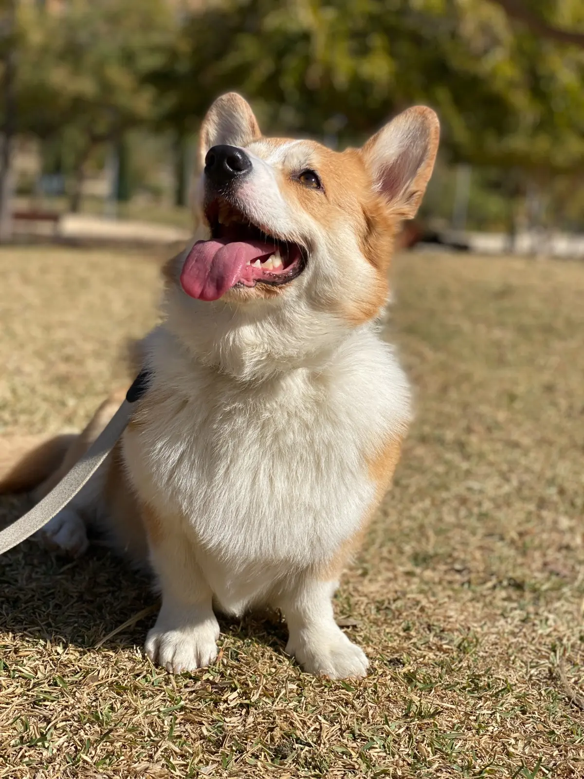 Corgi mirando hacia arriba con expresión alegre