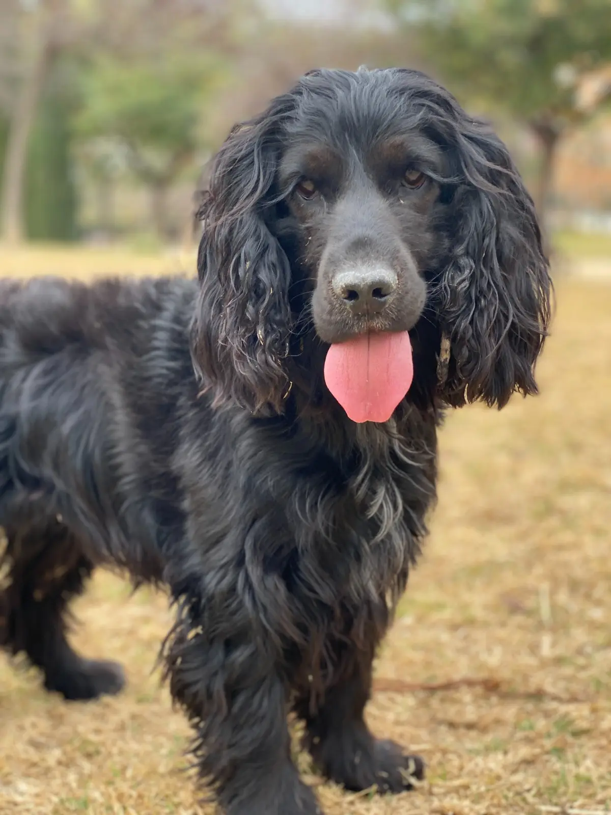 Cocker Spaniel negro con lengua afuera en un parque